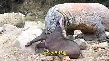 科莫多巨蜥舔包居然把自己噎死了