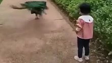 小女孩公园内喊“孔雀开屏”，下一秒发生惊喜…