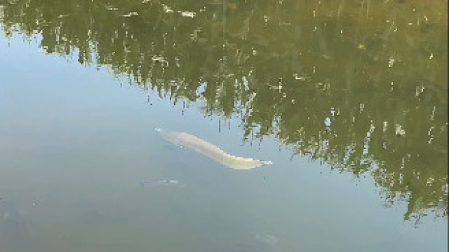 寻找鱼友们口口相传的“东北亚马逊”，东北冬天很冷，但河里一年四季都有热带鱼