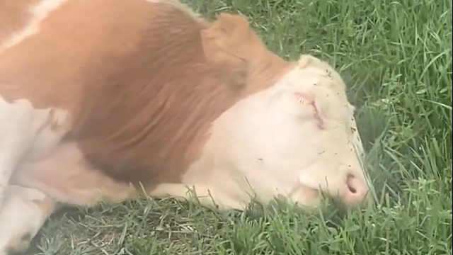 牛牛躺平吃草，网友：摆烂牛牛的快乐我们不懂