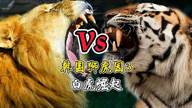 韩国狮虎园3：白虎出击！（白虎群入驻狮虎园，猥琐发育终成王）内容简介；韩国狮虎园娱乐性纪录片后续来袭
