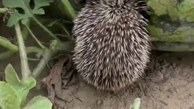 小刺猬到瓜地偷吃西瓜第二天携家带口团伙作案
