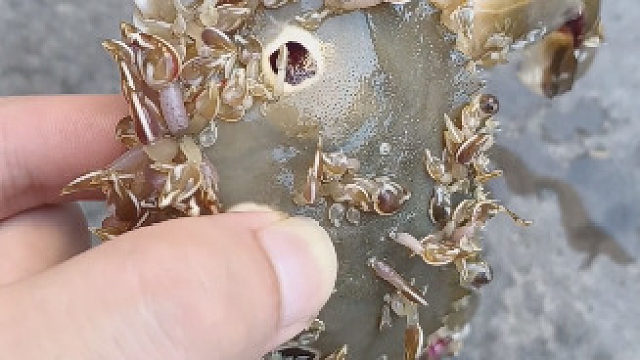 一大早去市场买了螃蟹，发现一只螃蟹上长满了小脚，这些小脚还会动，有人知道是什么吗