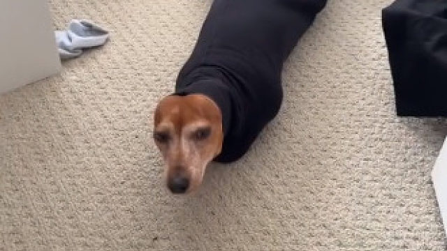 小姐姐发现自家狗狗被困在一条裤子里