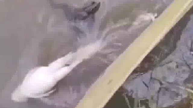 仰泳的蛙，舒适之极