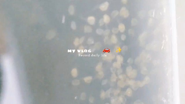 迷你鹦鹉鱼卵到小苗的一个月发育史