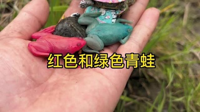 红色和绿色青蛙