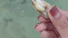 这海螺也太凶残了……