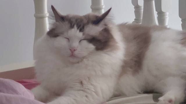 小猫咪的睡觉姿势