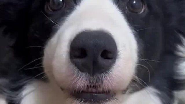 找到耳朵开关啦它好像真的能听懂边牧：该听的听不该听的一点不听