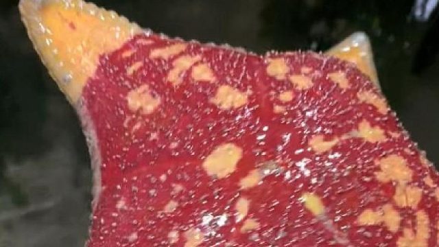 真实赶海能实现海鲜自由吗