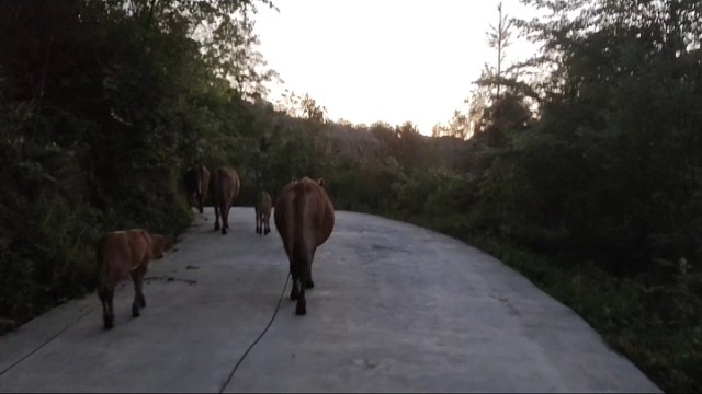 实在不行，我就回家放牛了，反正放牛很快乐的呀!