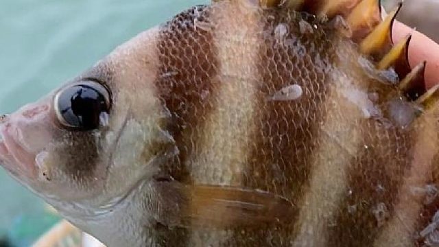 带粉丝朋友出海包船