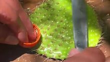 原來仙人掌可以生吃
