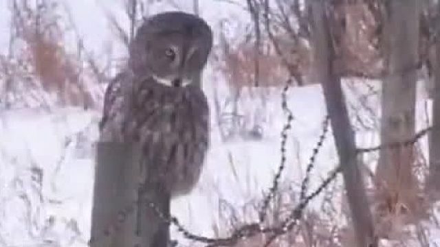 猫头鹰：蹲太久，翅膀麻了。。没人看见吧