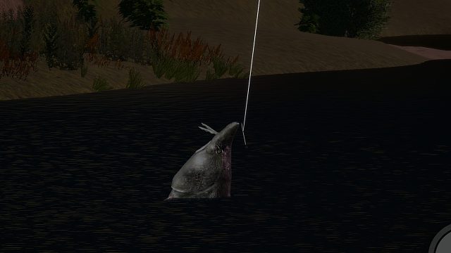 800 星鳇起鱼视频