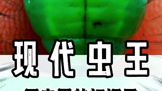 这小哥绝对是昆虫界中的扛把子！#昆虫#大神#搞笑