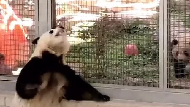 萌兰被妹妹亲了一口，高兴的直揉小朵朵，原来还是只害羞小熊呀