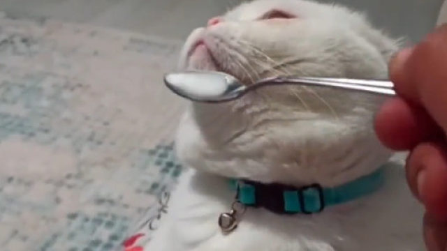 态度很坚决，就是不吃