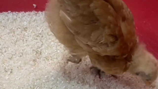 小鸡：吃不完，根本吃不完