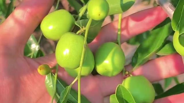 感受生活的慢节奏#果实累累丰收在望#沾化冬枣#冬枣