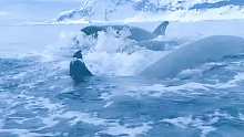 企鹅跳船躲虎鲸