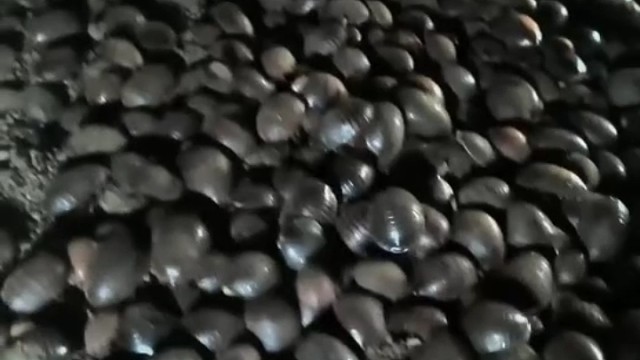 80后养殖土鳖虫