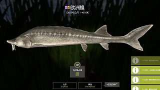 526星鰉三花坑起魚，感謝風流哥指導。