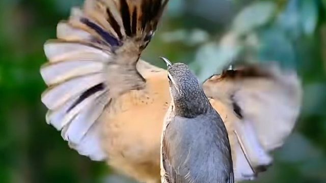 两只幼年雄性小掩鼻风鸟斗舞，从小开始勤奋练习求偶舞蹈