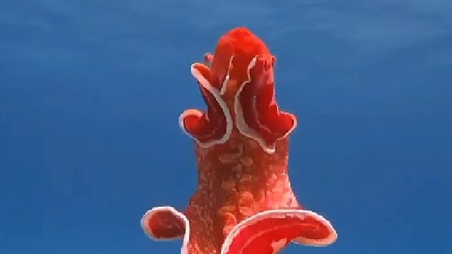 美丽的西班牙舞娘