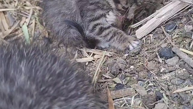 小猫咪的快乐生活，，，