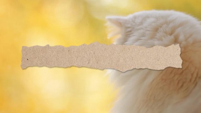 鼻炎的种类（5）