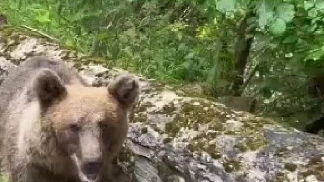 不小心把苹果扔进了洞里，熊