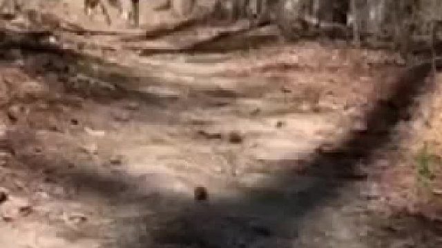 国外，男子丛林中遇见几只举止奇怪的生物