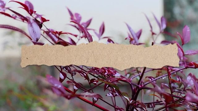 鼻炎的体貌特征（13）