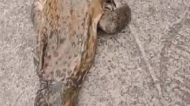 谁说没有三条腿的蛤蟆