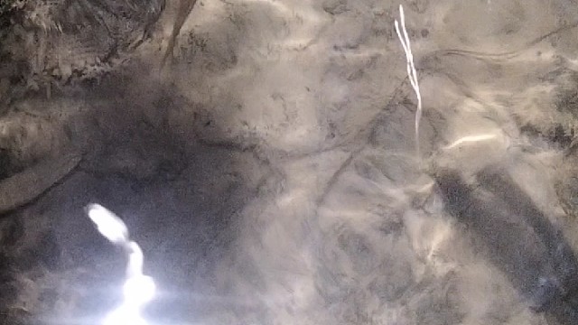 鱼怎么这么好抓