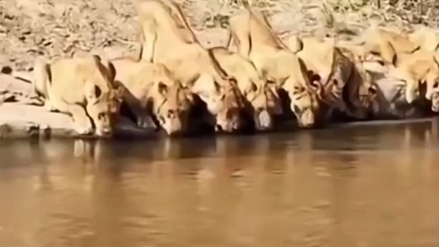 狮子懂事，还知道不差队