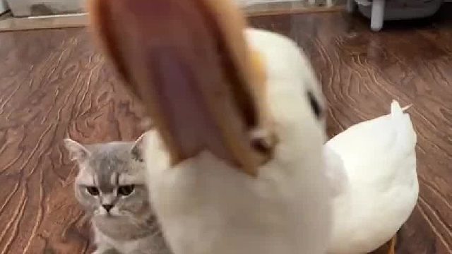 .好养活：长得好看的味道更好