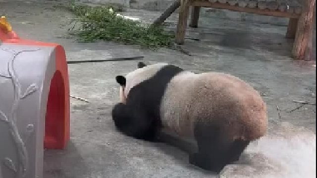 撅个小屁股睡午觉，可爱死啦