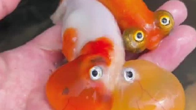 这鱼眼睛怎么这么大