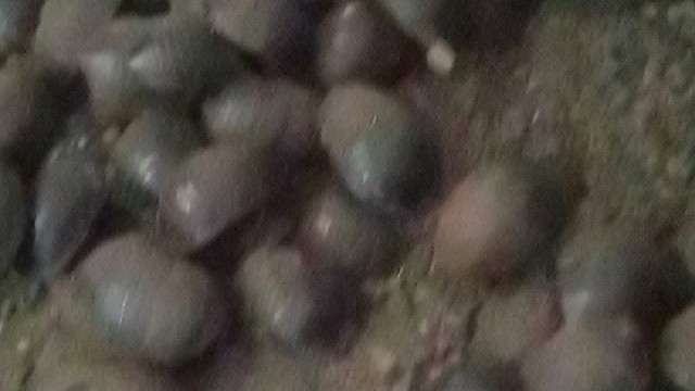 长春土鳖虫养殖