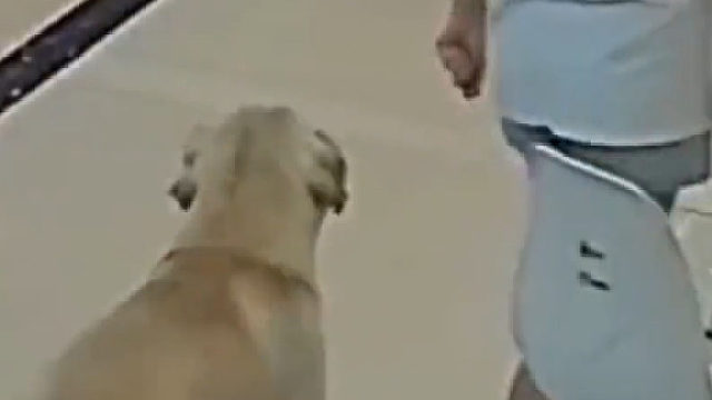 狗狗见到许久没见的朋友，隔老远就开心到飞起