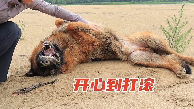 说好的德牧高冷呢，来个粉丝小姐姐，差点把我的狗拐走