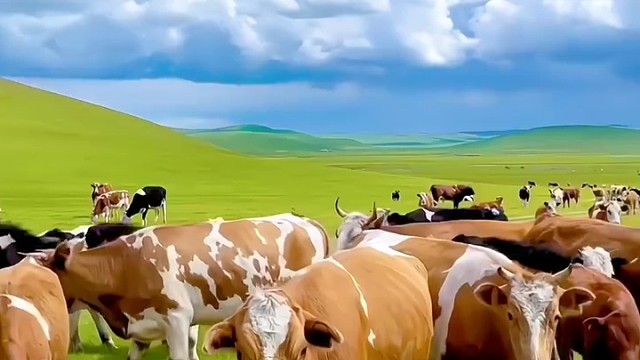 自家牛牛，不怕困难