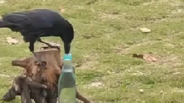 小时候的故事现已成真，现代版乌鸦喝水！