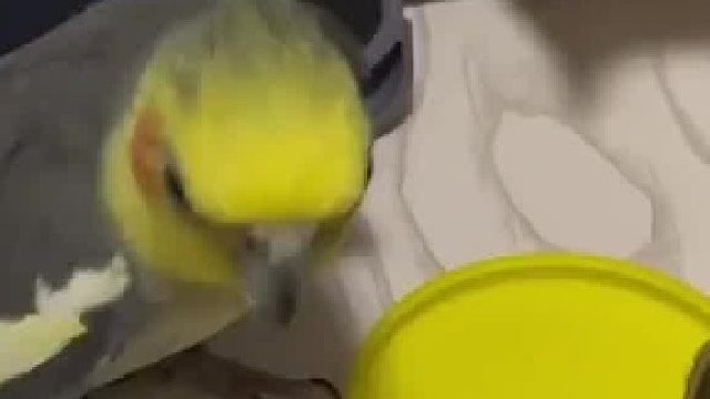 鹦鹉看见主人吃薯片，开始展示“才艺”。鹦鹉：如果开心你就给我吃，谢谢！