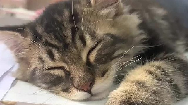 200快的小猫咪不配吹空调#猫咪日记#心思全写在脸上的猫#猫咪