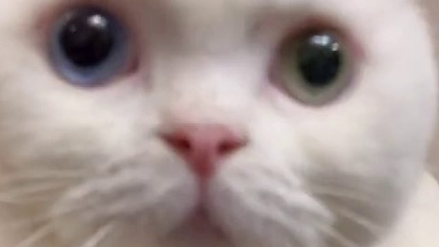 养猫家庭衣服真的不能乱放