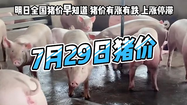 明日7月29日全国猪价早知道！明日猪价有涨有跌生猪价格上涨停滞#猪价行情#明日猪价#生猪价格